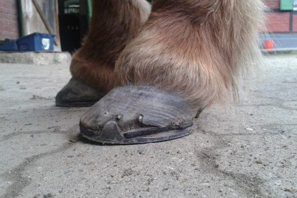 Braucht Ihr Pferd Hufeisen?