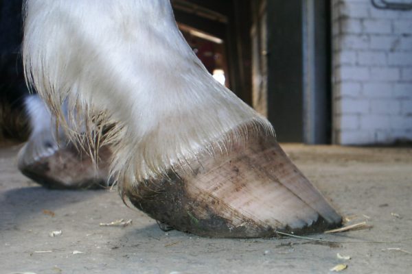 Hinweise für unphysiologische Hufe erkennen